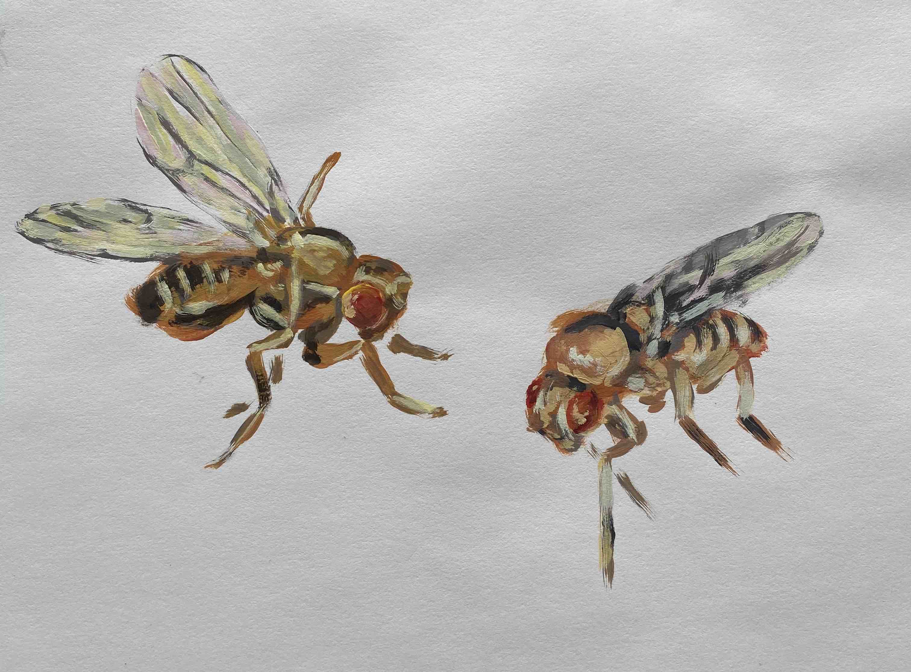two fruit flies