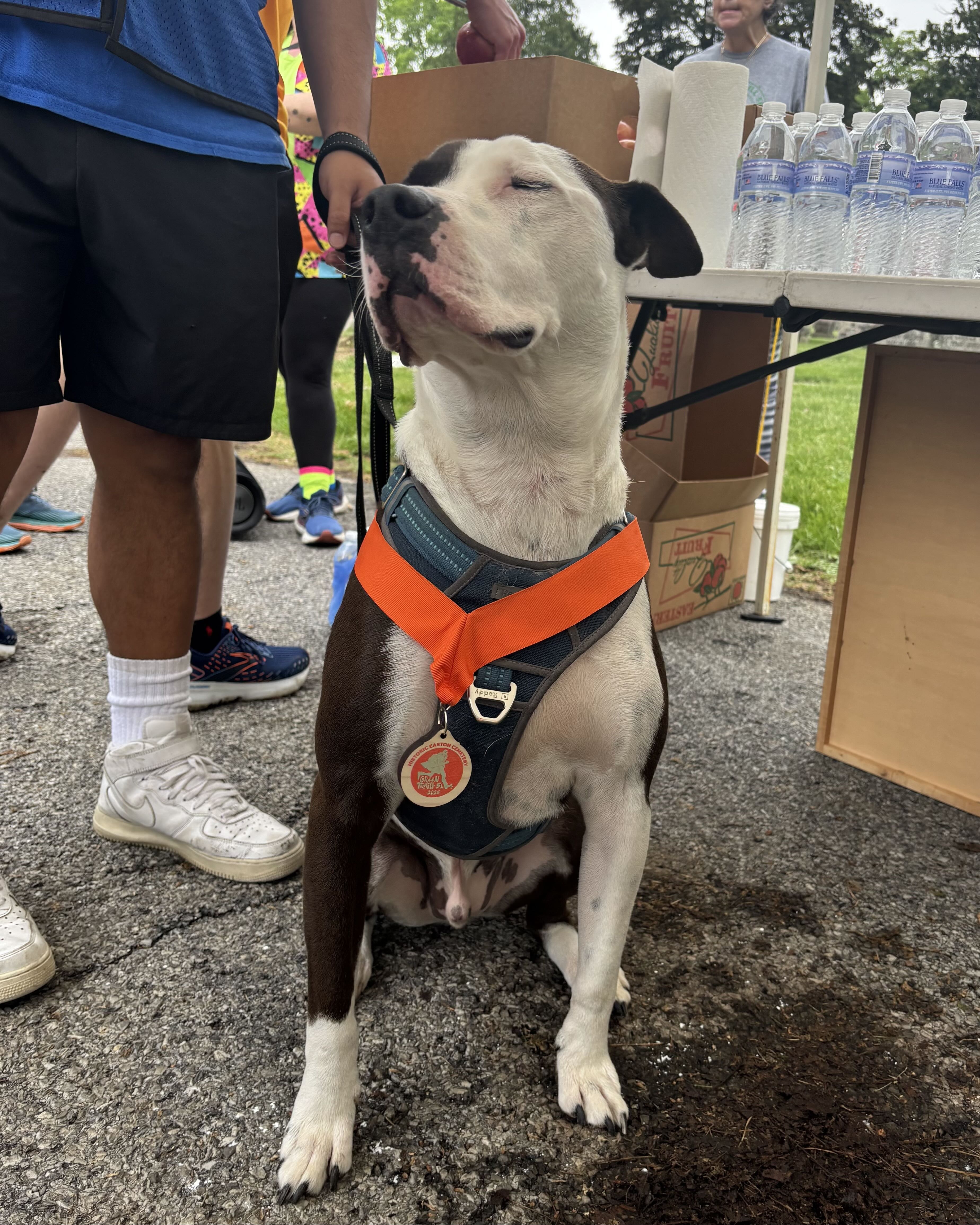 dog wearing race medal
