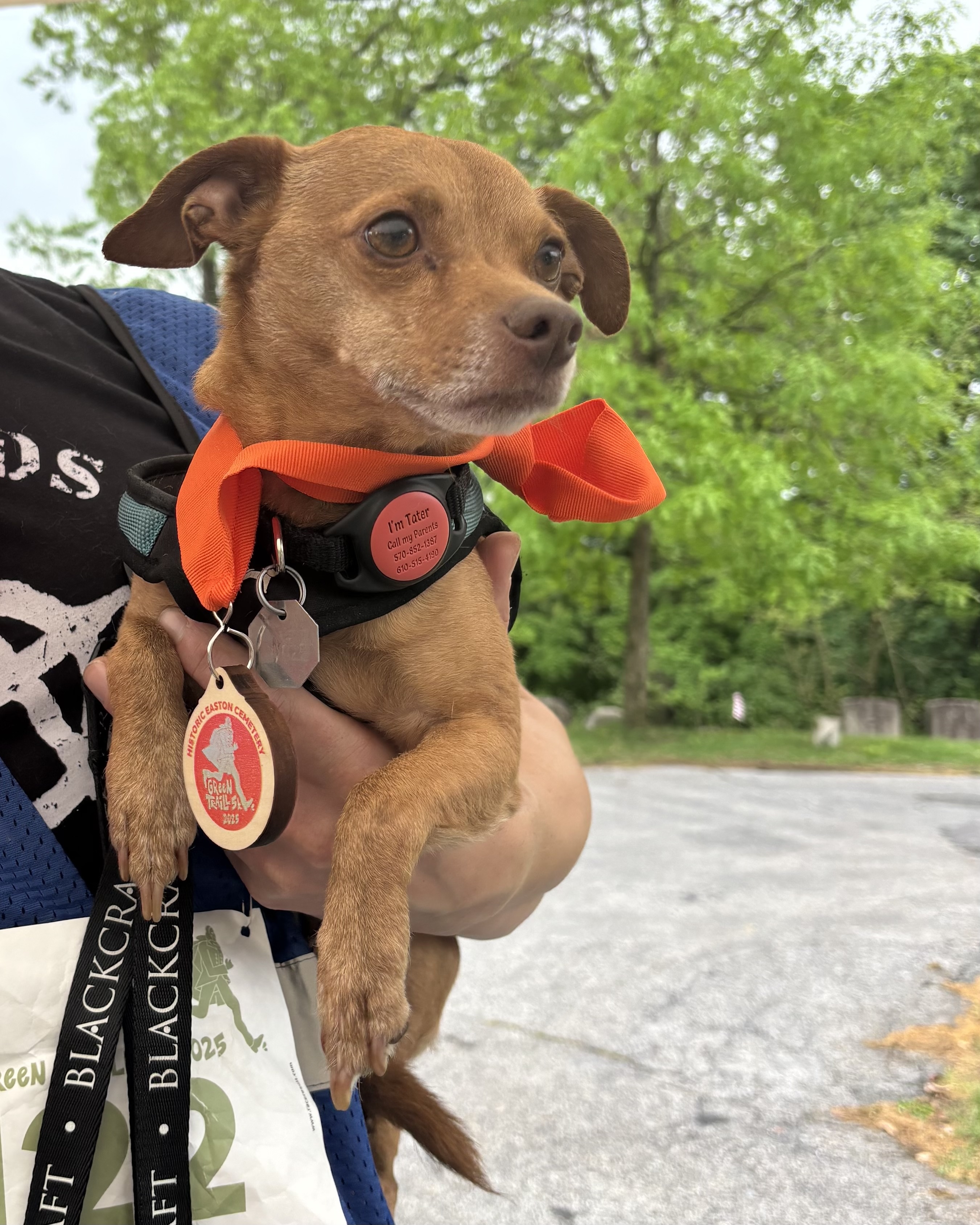 dog wearing race medal