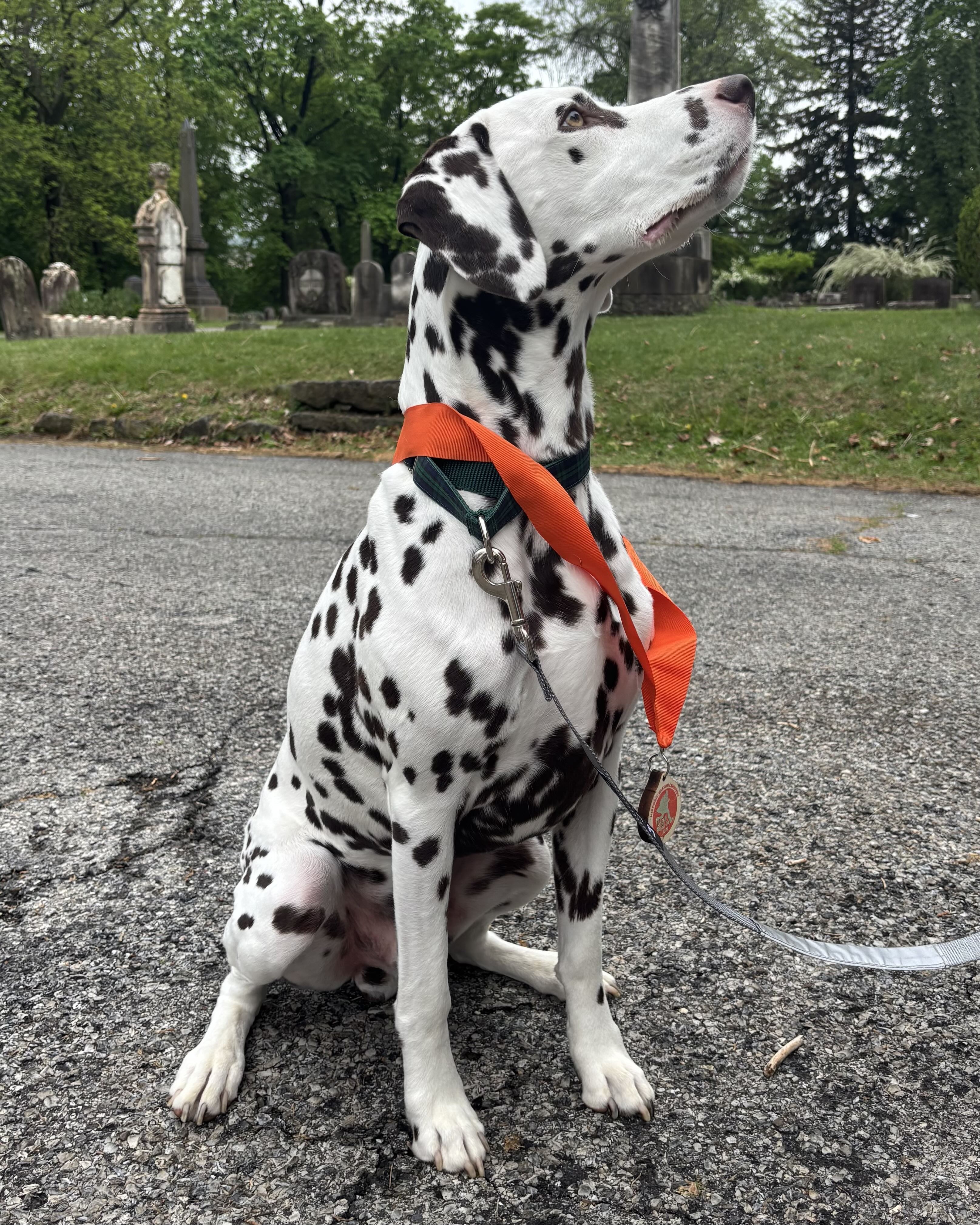 dog wearing race medal