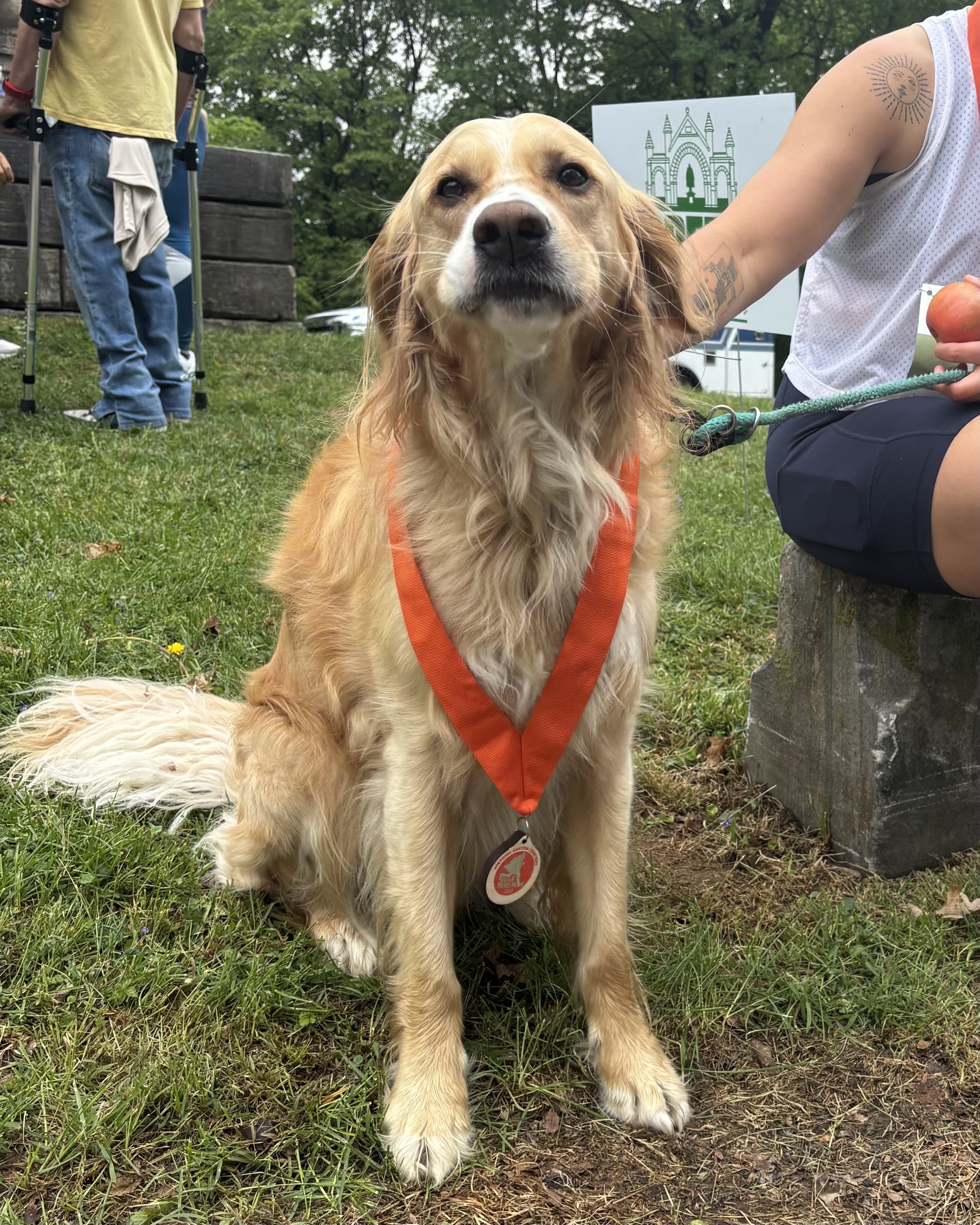 dog wearing race medal