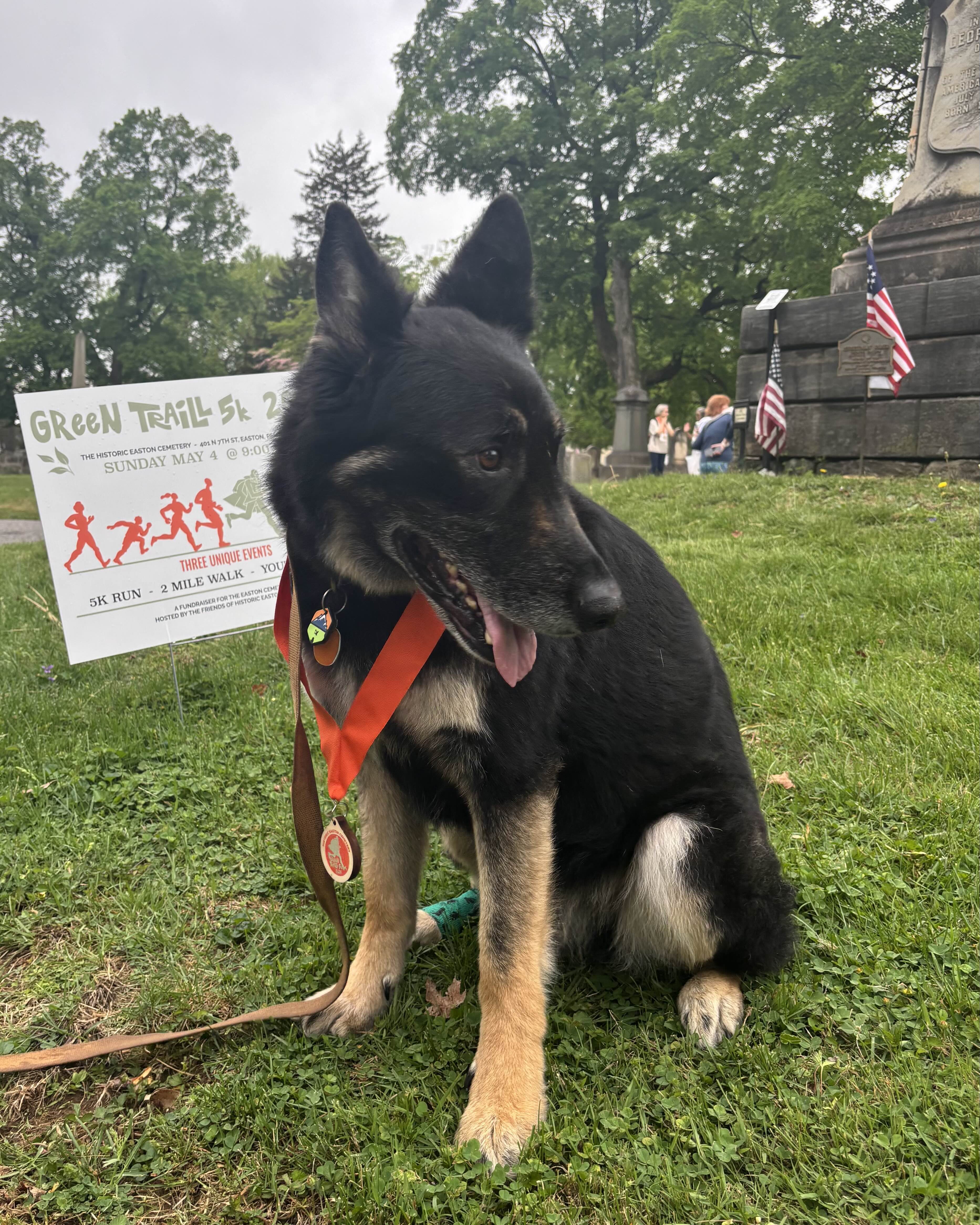 dog wearing race medal