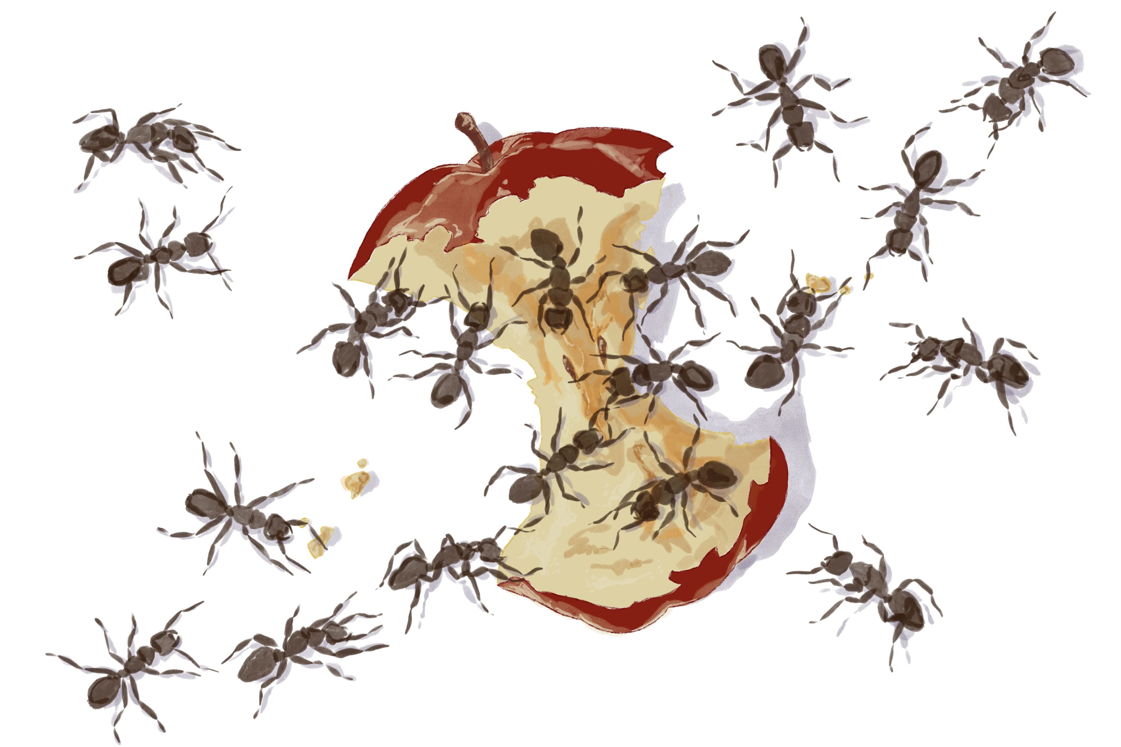 a group of ants eating an apple core