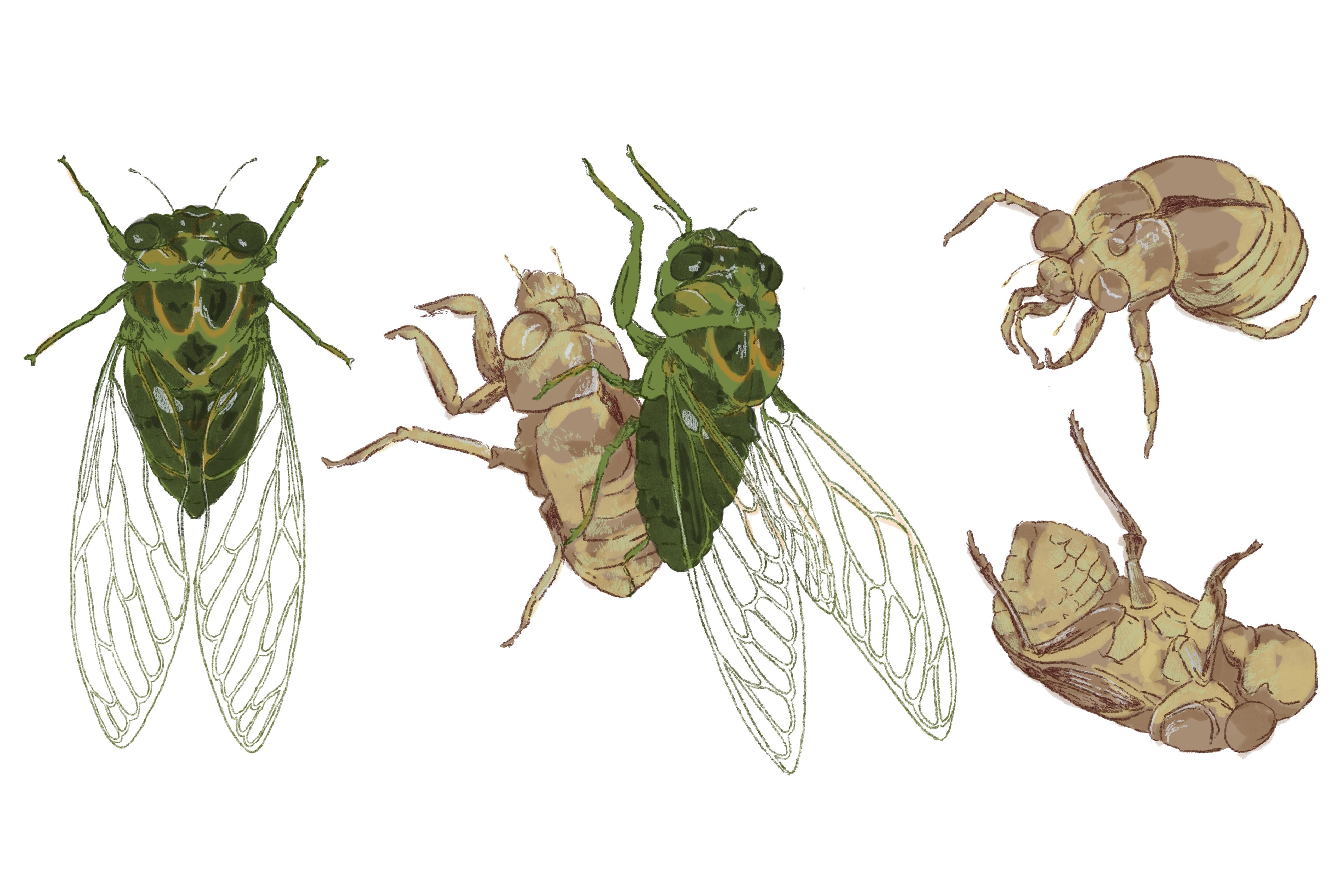 a cicada, a cicada emerging from its shell, and empty shells left behind
