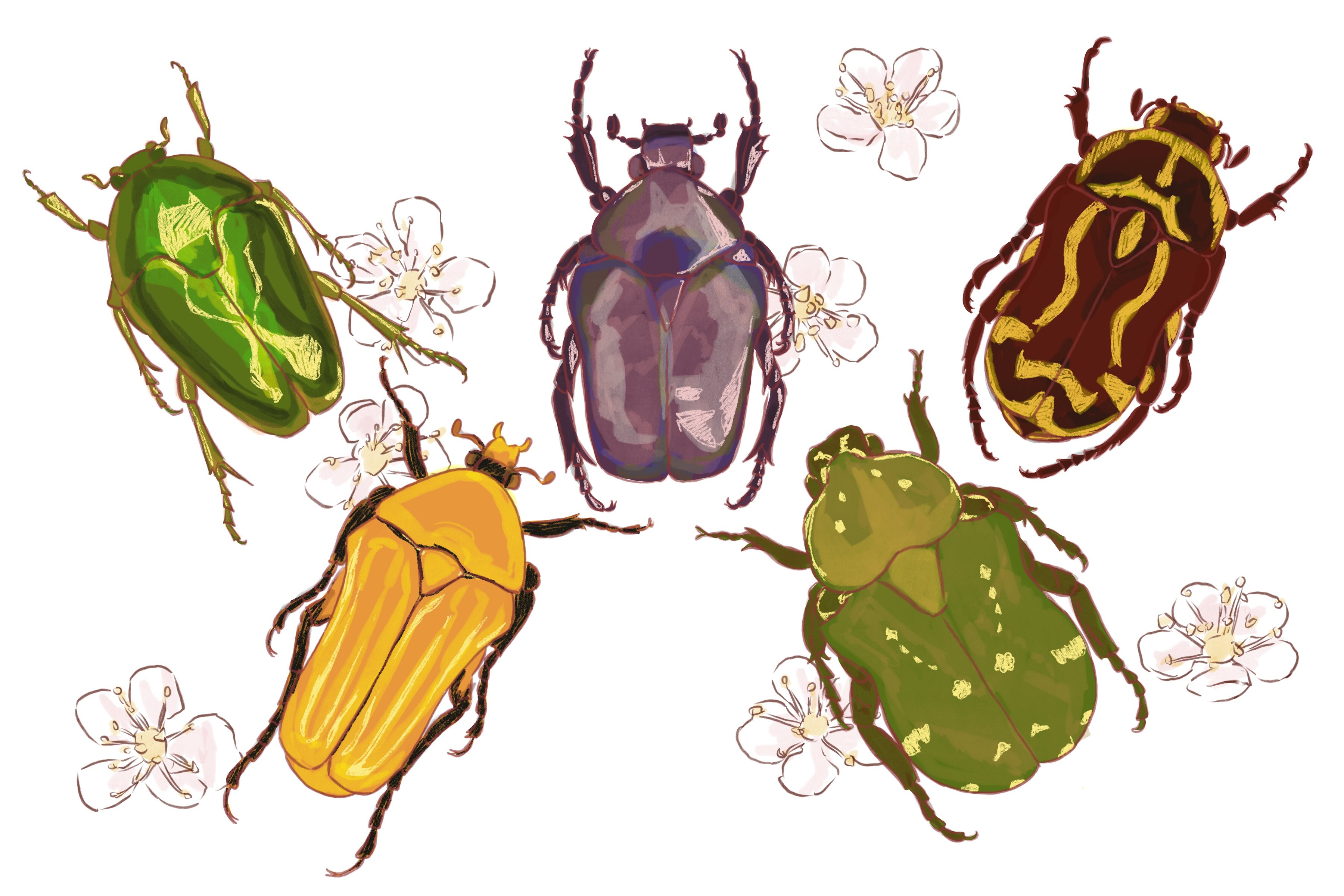 a group of five flower chafter beetles of different colors and shapes among small blossoms