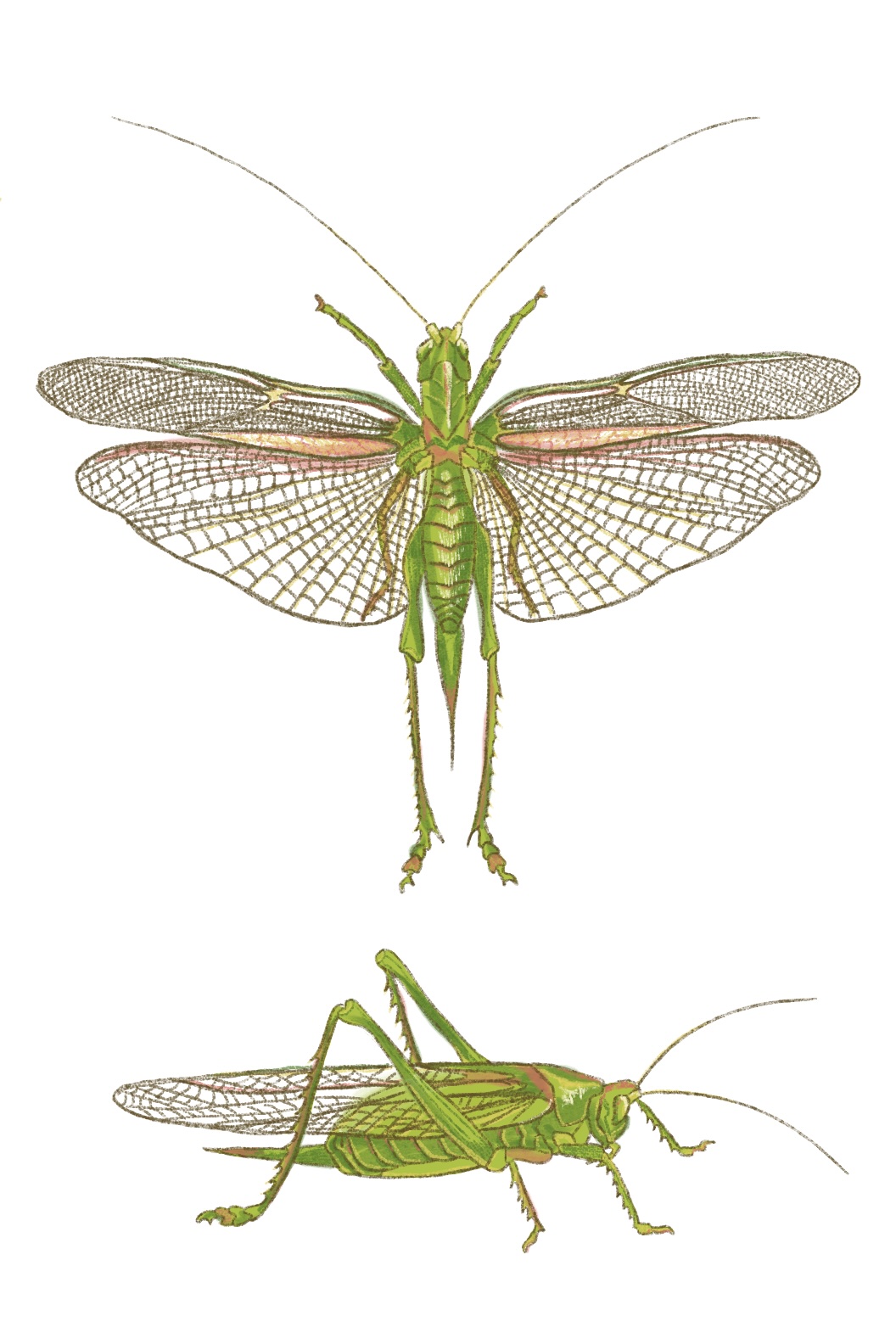 a green cricket with open wings above a green cricket from the side