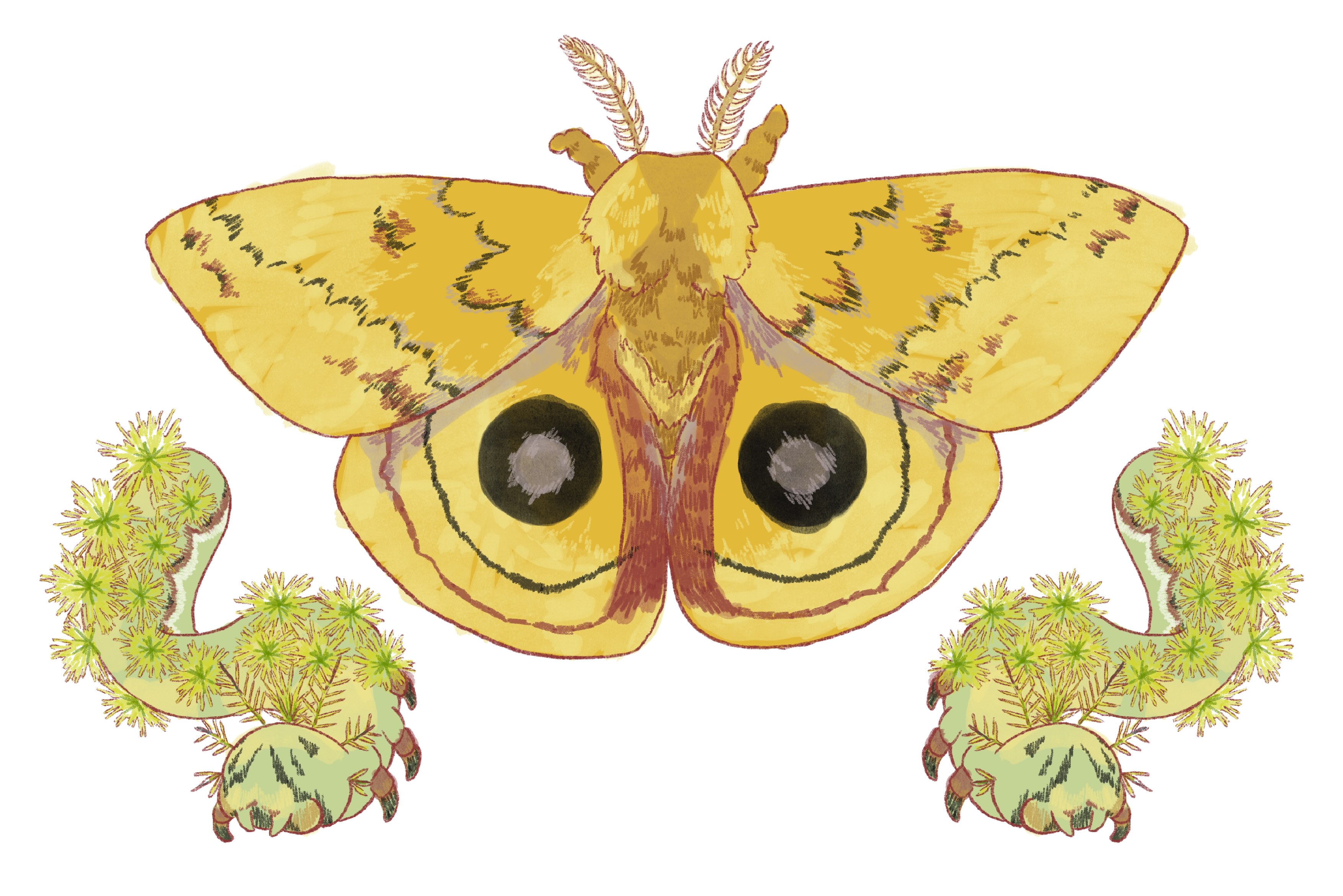 a yellow moth with two spiky caterpillars below