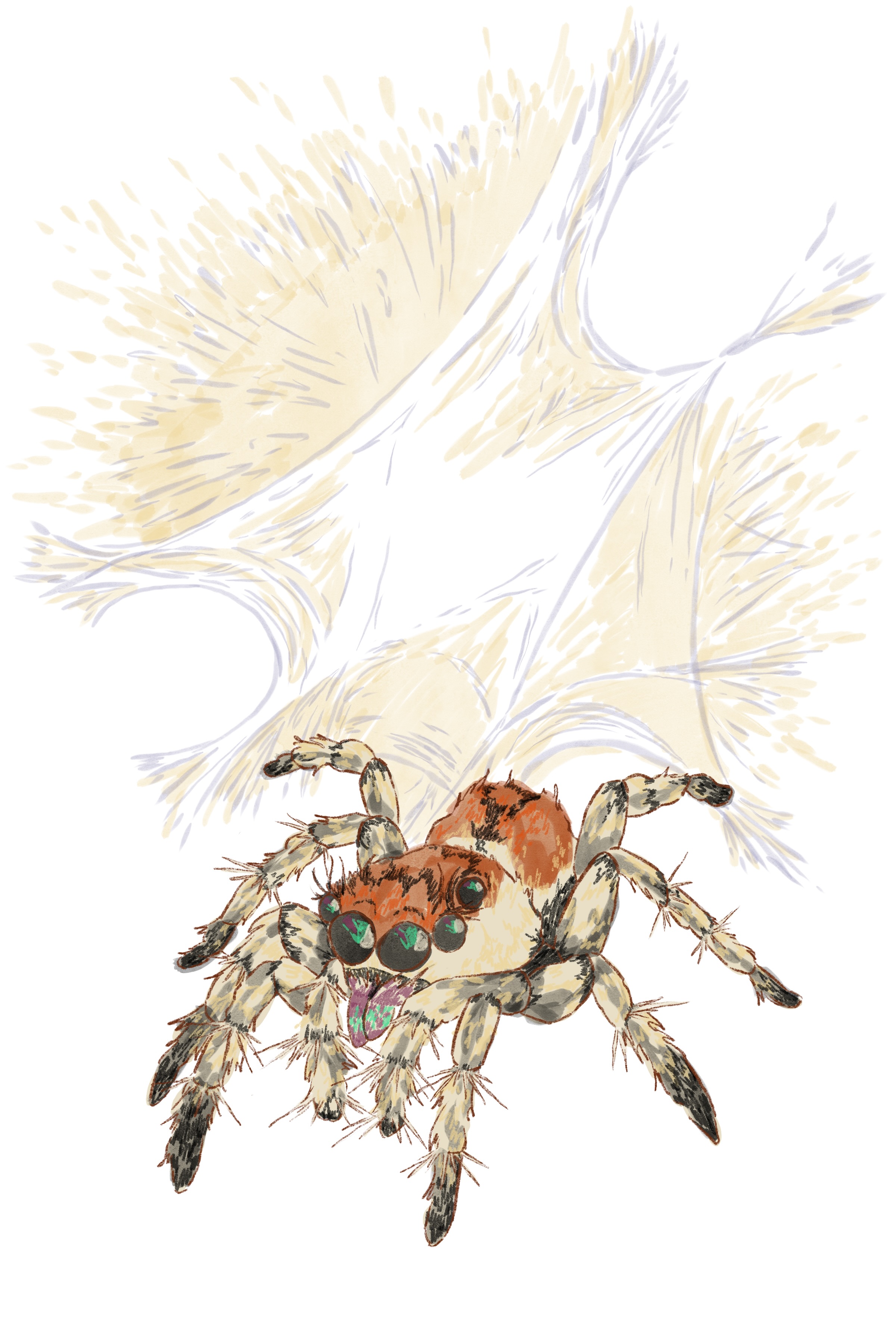 a jumping spider with a backdrop of his web