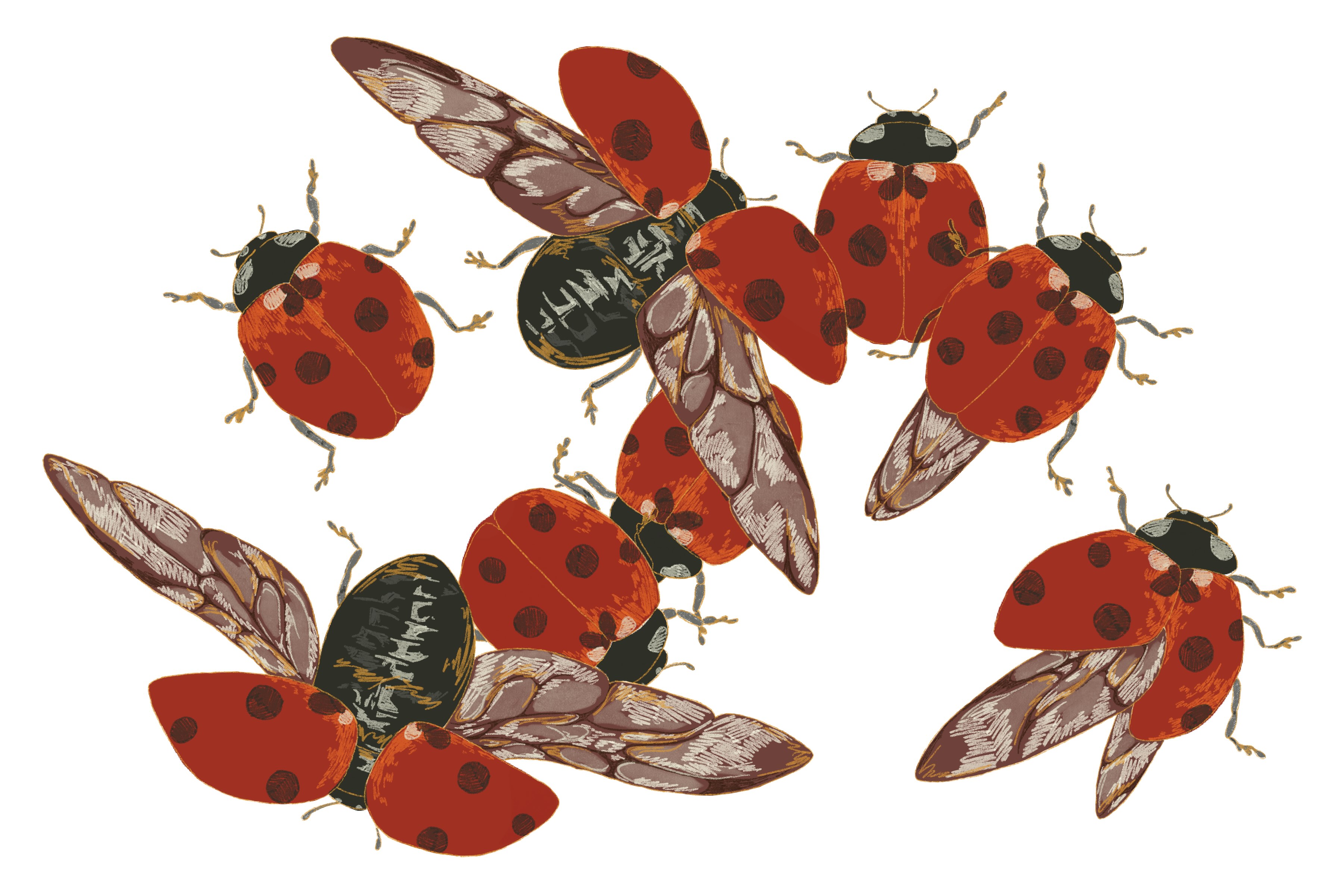 group of eight ladybugs overlapping each other, some with wings open