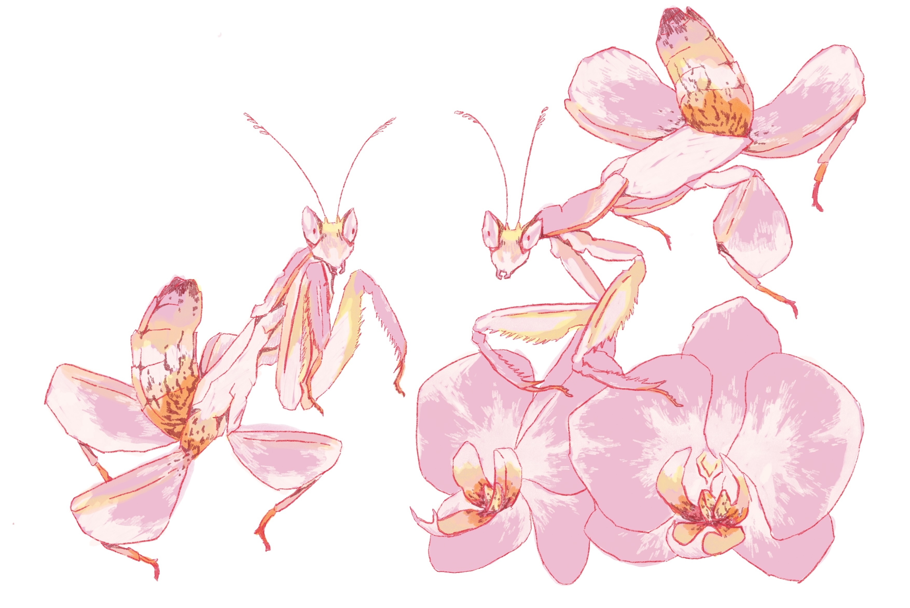 two orchid mantises around a pink orchid flower