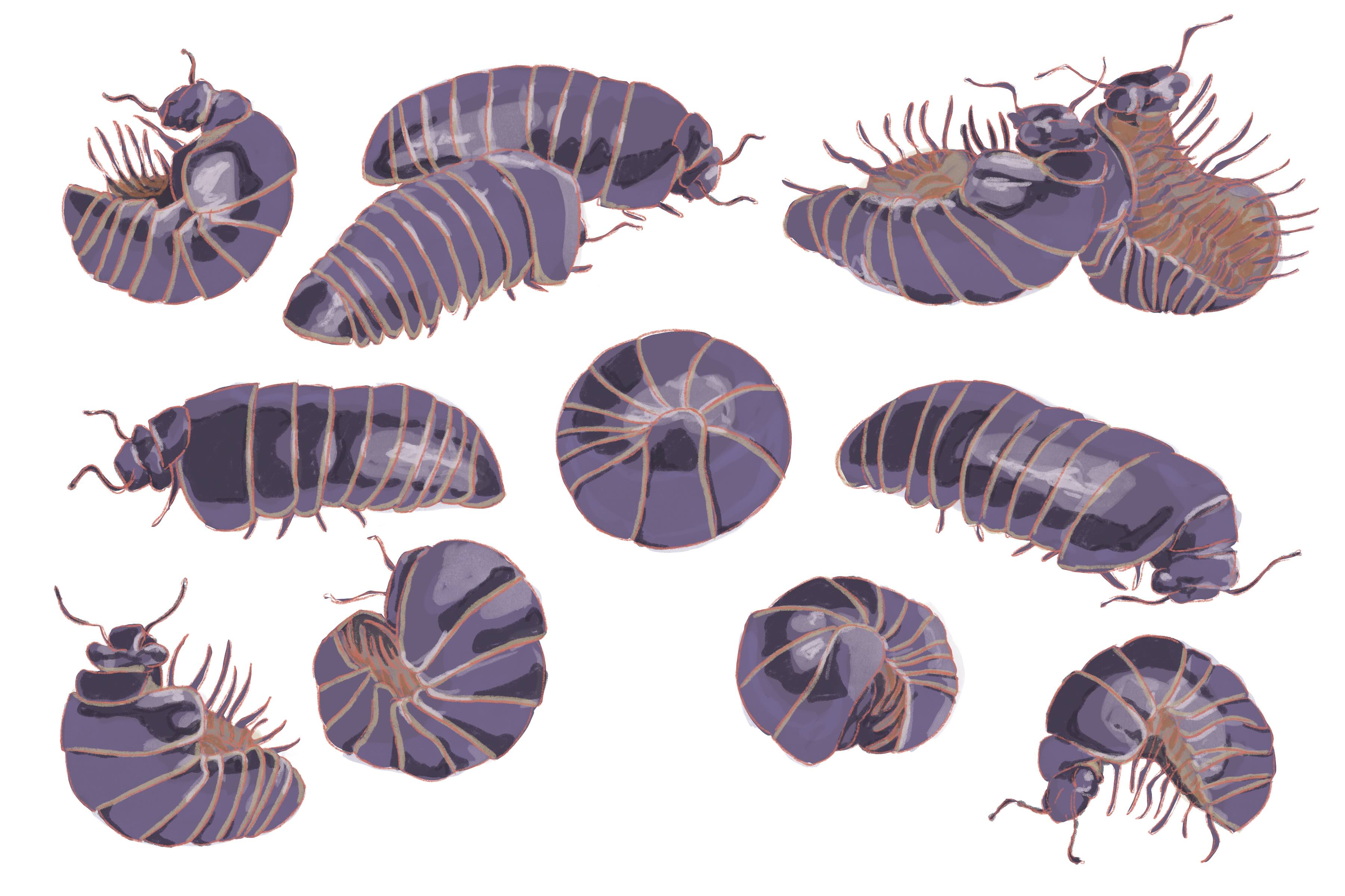 a collection of roly polys in different states of rolled up