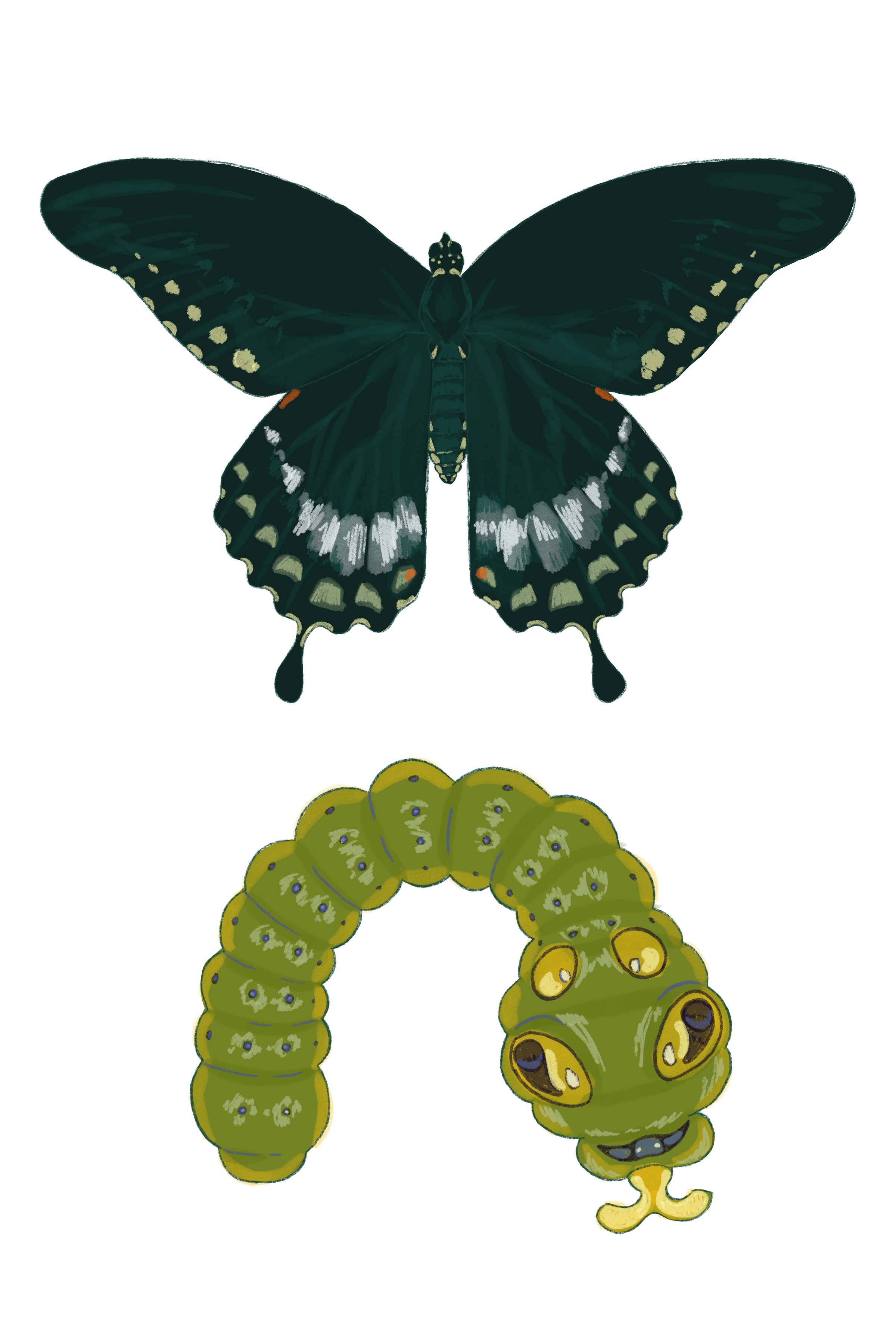 a scpicebush swallowtail dragonfly with its wings opened, over a spicebush swallowtail caterpillar in a horseshoe shape