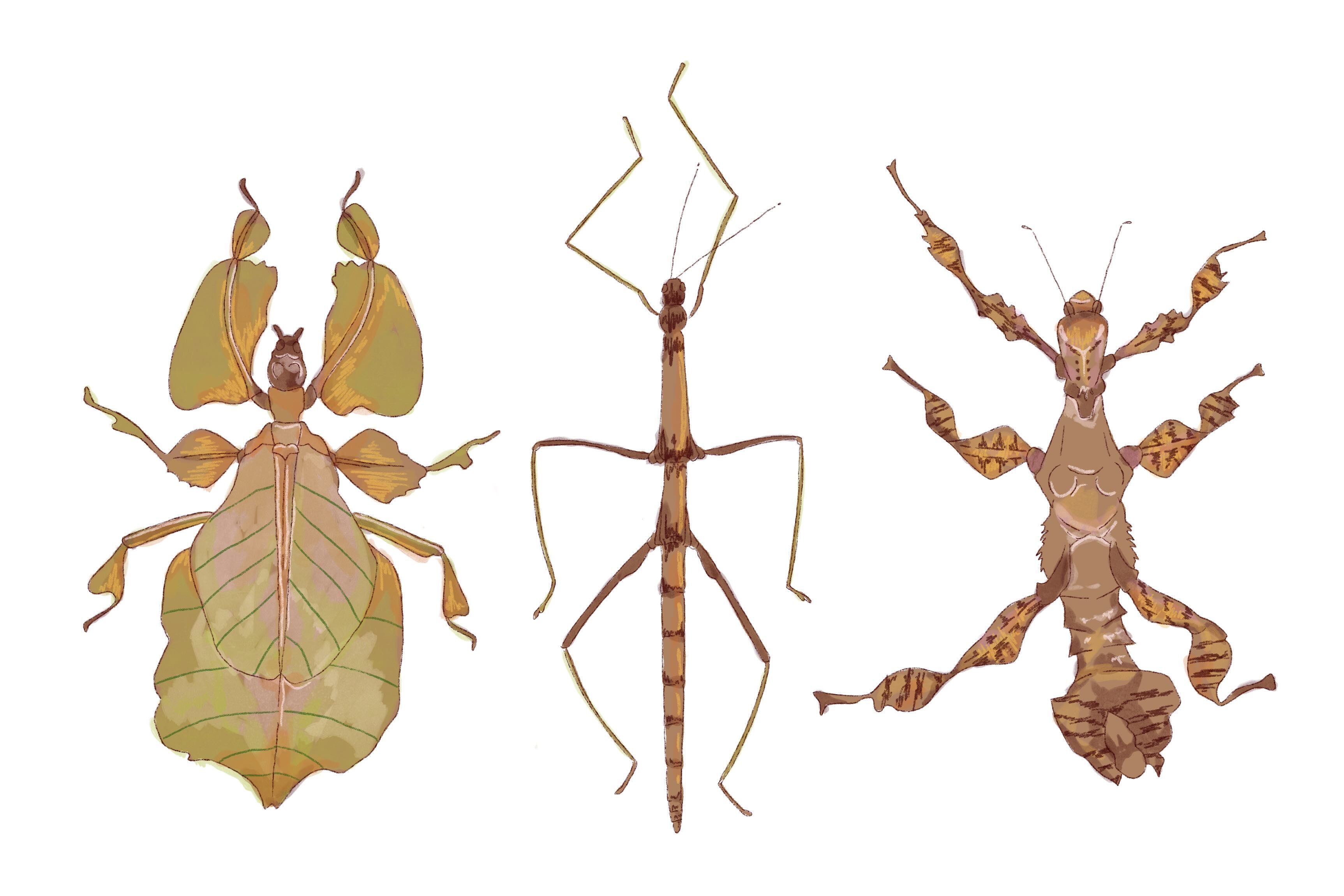 three types of stick bugs and leaf insects