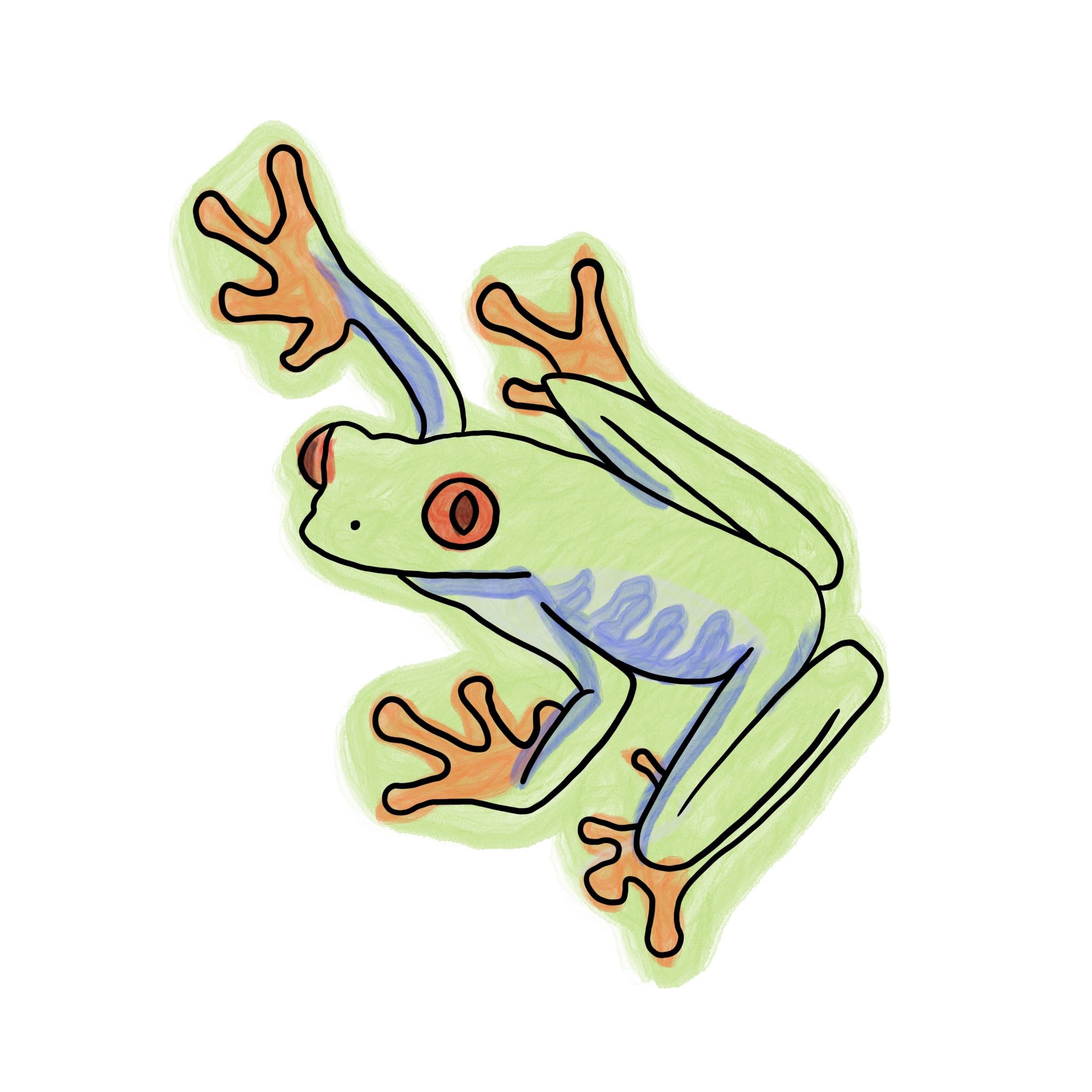 button illustration - red eyed tree frog