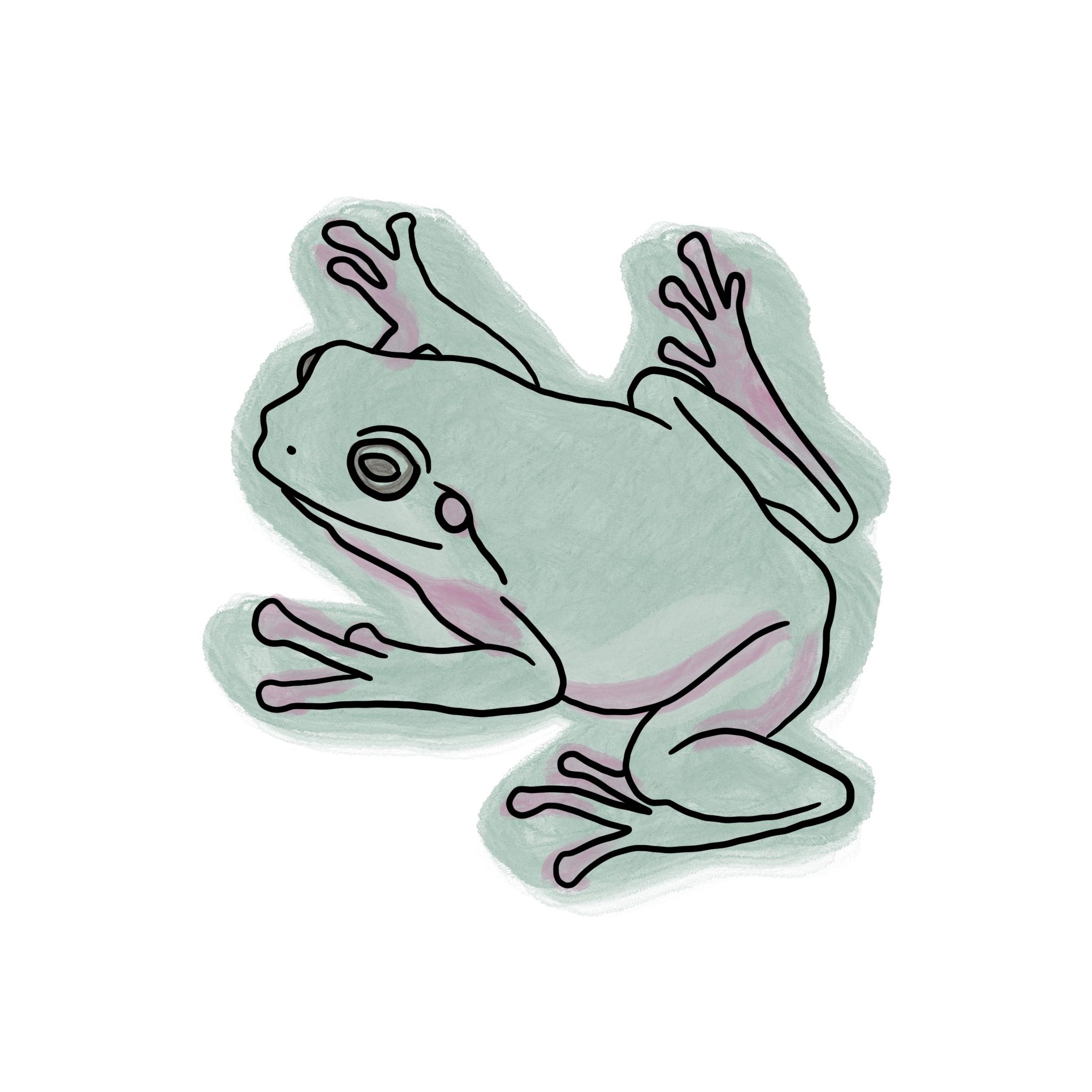 button illustration - australian tree frog
