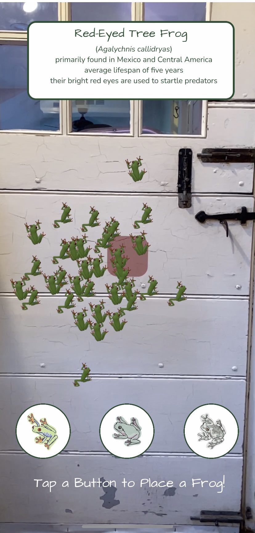 screenshot of the second version of the app showing a mass of frogs all placed on the wall